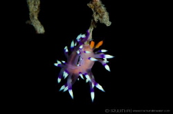 H A N G I N G  
Nudibranch (Flabellina marcusorum) 
Eas... by Irwin Ang 